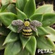 ブーンブーンはちのブローチ【PETAL MARKET】