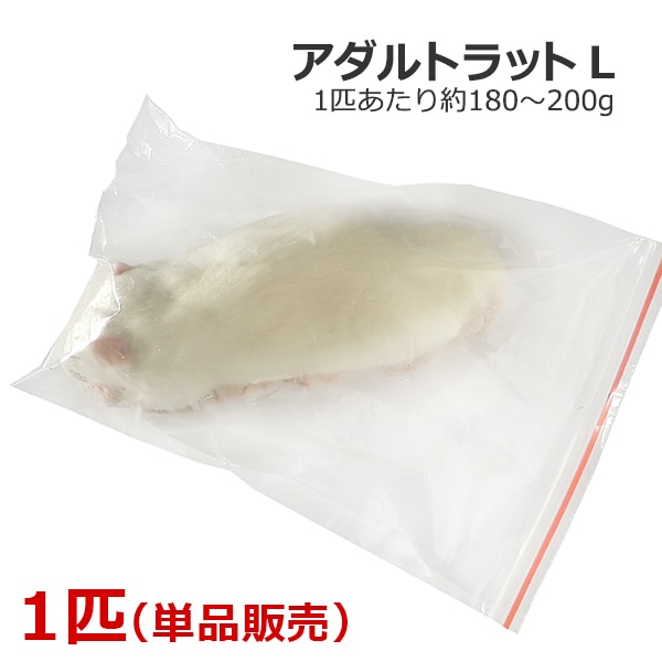 冷凍 アダルトラット Lサイズ 1匹 | ペット用品,爬虫類用品 |爬虫類