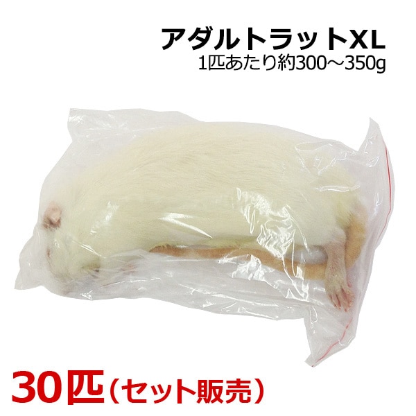 冷凍アダルトラット XLサイズ 約300~350g/匹 ★富城 冷凍マウス 冷凍ネズミ 冷凍餌 エサ 猛禽類 爬虫類 両生類 肉食ペット用 クール便発送 30匹セット ストレスフリー飼育 冷凍アダルトラット XL 約300～350ｇ 150匹