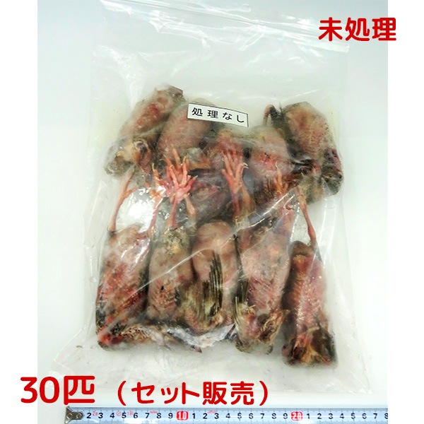冷凍 親ウズラ 未処理 30匹