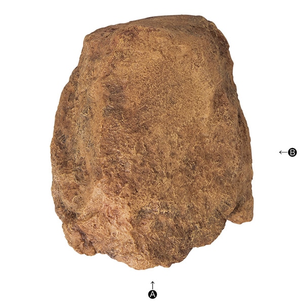 爬虫類　角型シェルター　7 Amazon | AllBright 爬虫類シェルター 爬虫類 シェルター 隠れ家