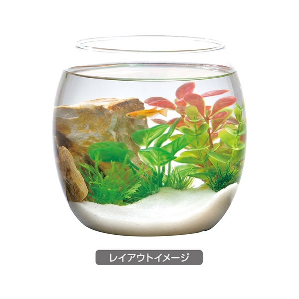 天然フジツボ 4つセット アクアリウム飾り 天然フジツボ 4つセット