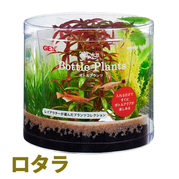 ボトルプランツ ロタラ GEX(ジェックス) ボトル水槽 プランツセット