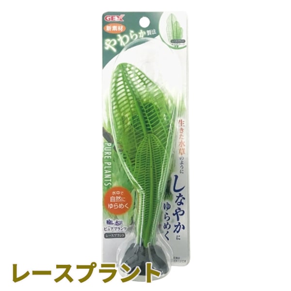 水草、E. ライナーズフェリックス (1株)送料無料 エキノドルスの仲間 – e-scape online