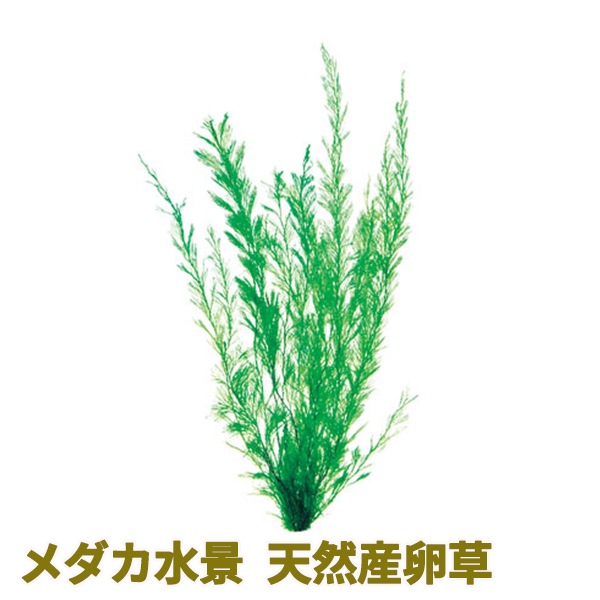 水草セット 19 GEX(ジェックス) | TOPCREATE
