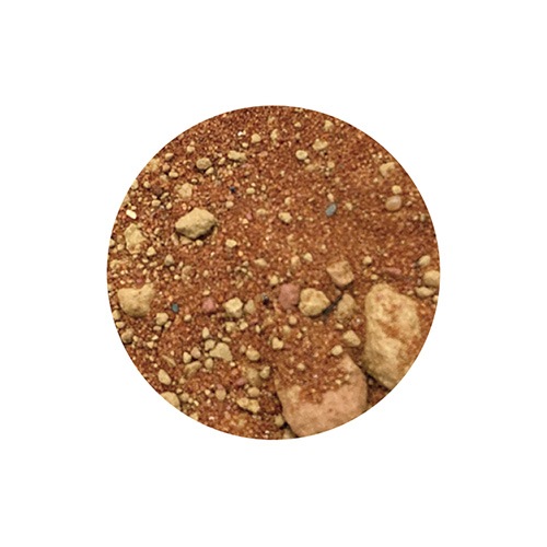 パシフィックレッドダイド 専用苗 sd1_90c2d06e779ef076fca1f068dd