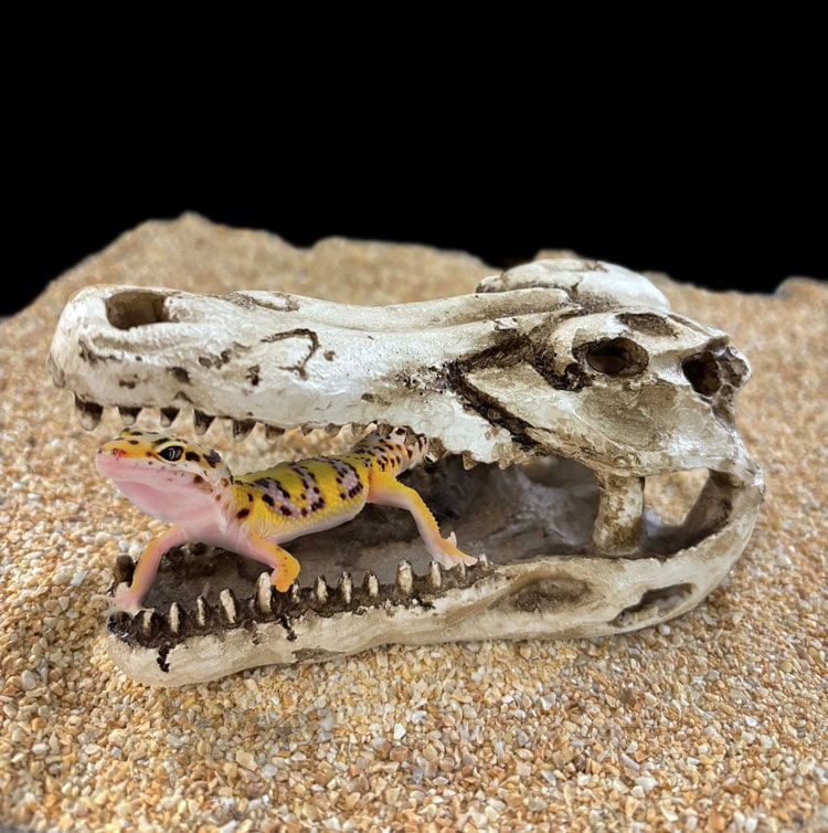 クロコダイルスカル 鰐の頭蓋骨モデル 爬虫類 熱帯魚 シェルター