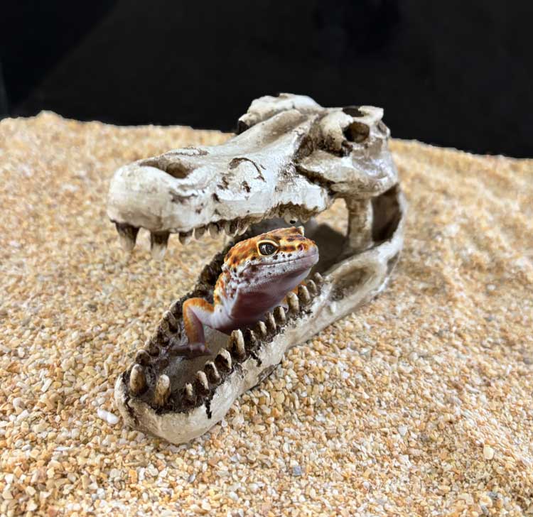 クロコダイルスカル 鰐の頭蓋骨モデル 爬虫類 熱帯魚 シェルター