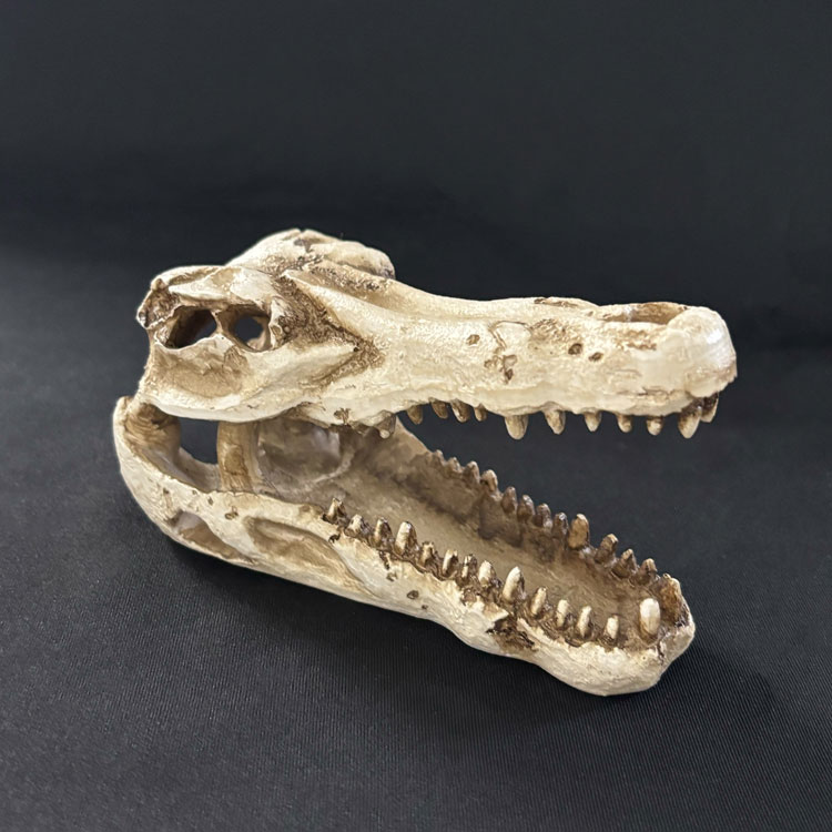 クロコダイルスカル 鰐の頭蓋骨モデル 爬虫類 熱帯魚 シェルター