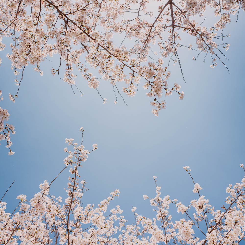 桜餅ういろ