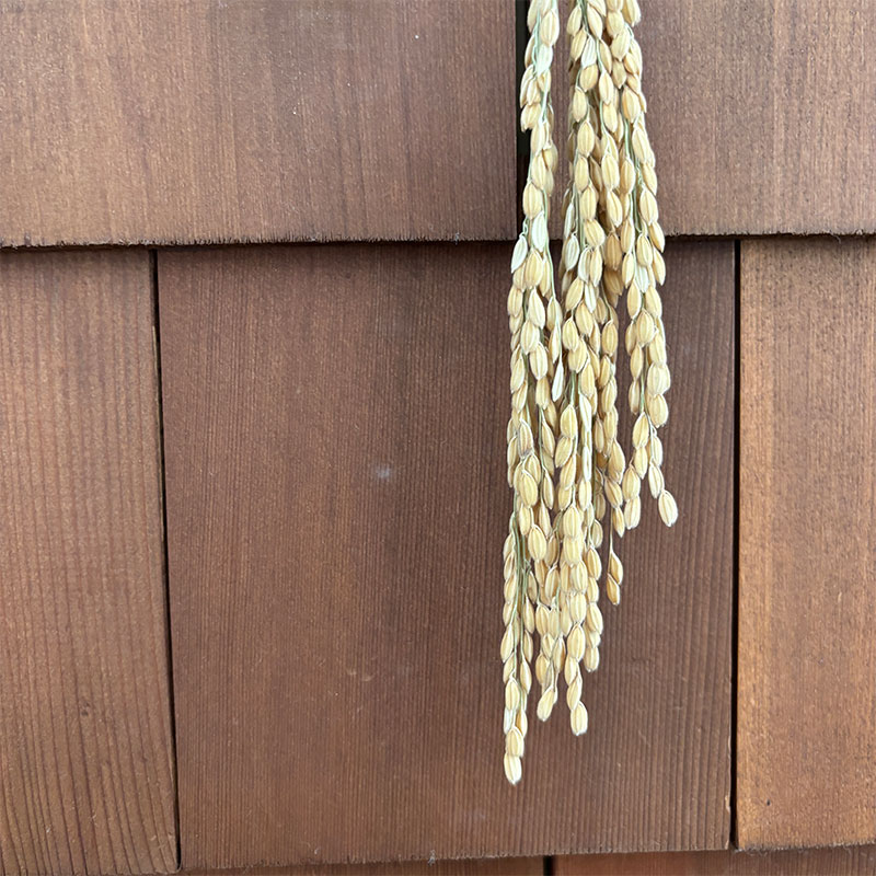 ʺ-�ҤΤ�-�ֹ�ŷ������