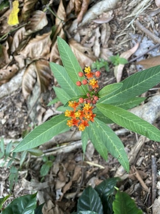 ������ӥ����Ρ������󥿥�ǡ��� ���륭��������ɥ������ȥ��200g��