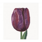 Thea Gouverneur ƥåɽåNo.514  