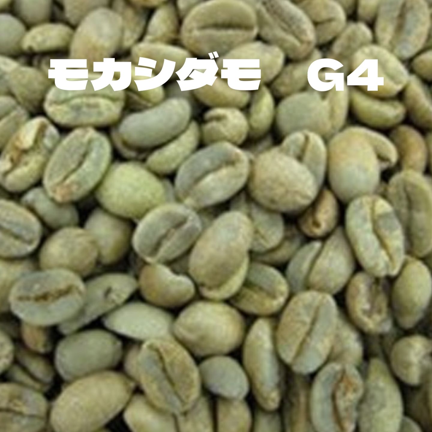 モカシダモ　G4