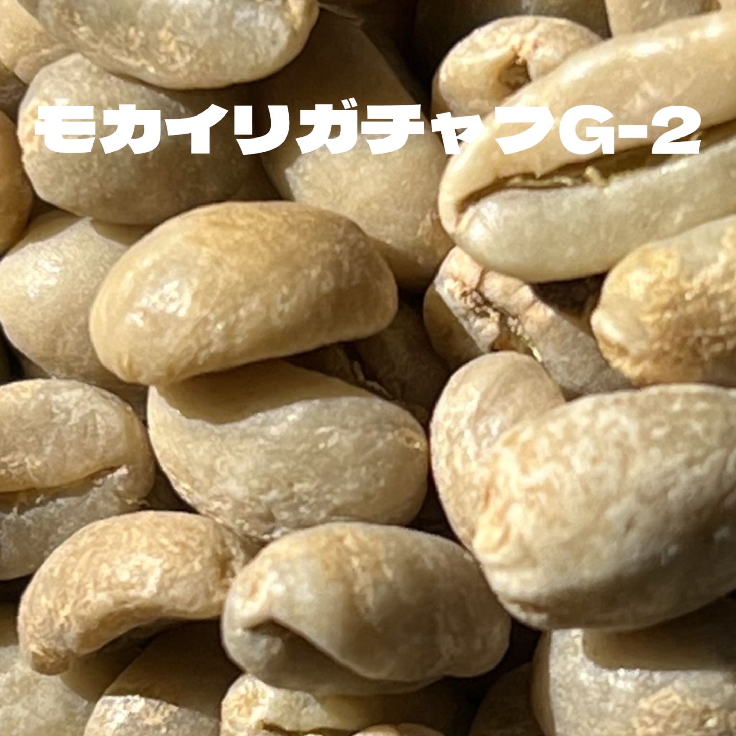 モカイリガチャフ　G-2