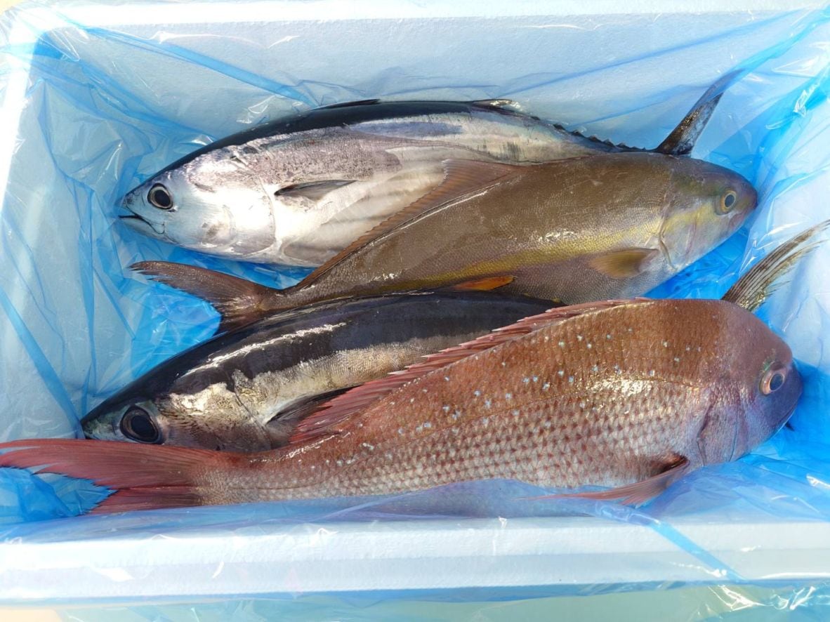 【漁港直送】旬のおすすめ鮮魚セット