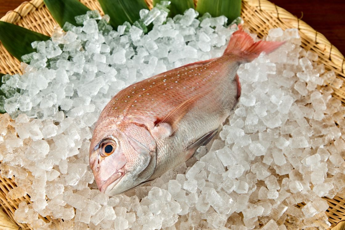 【高知県産】養殖真鯛　1本丸々2キロ前後