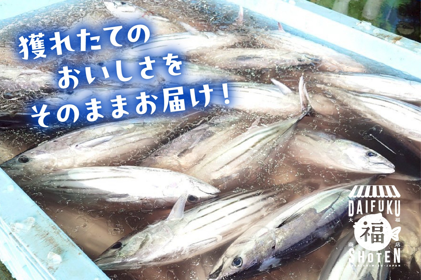 【高知県産】冷凍カツオのたたき4本セット