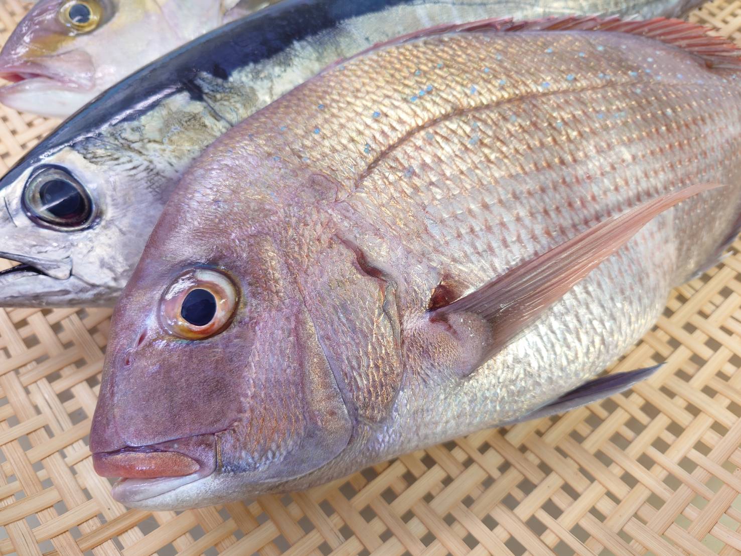 【漁港直送】旬のおすすめ鮮魚セット