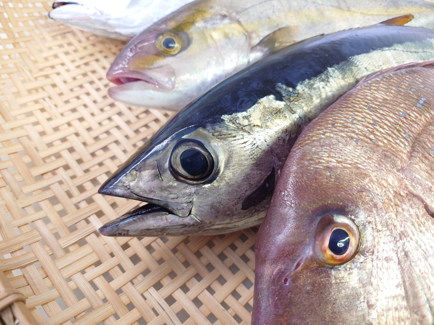 【漁港直送】旬のおすすめ鮮魚セット