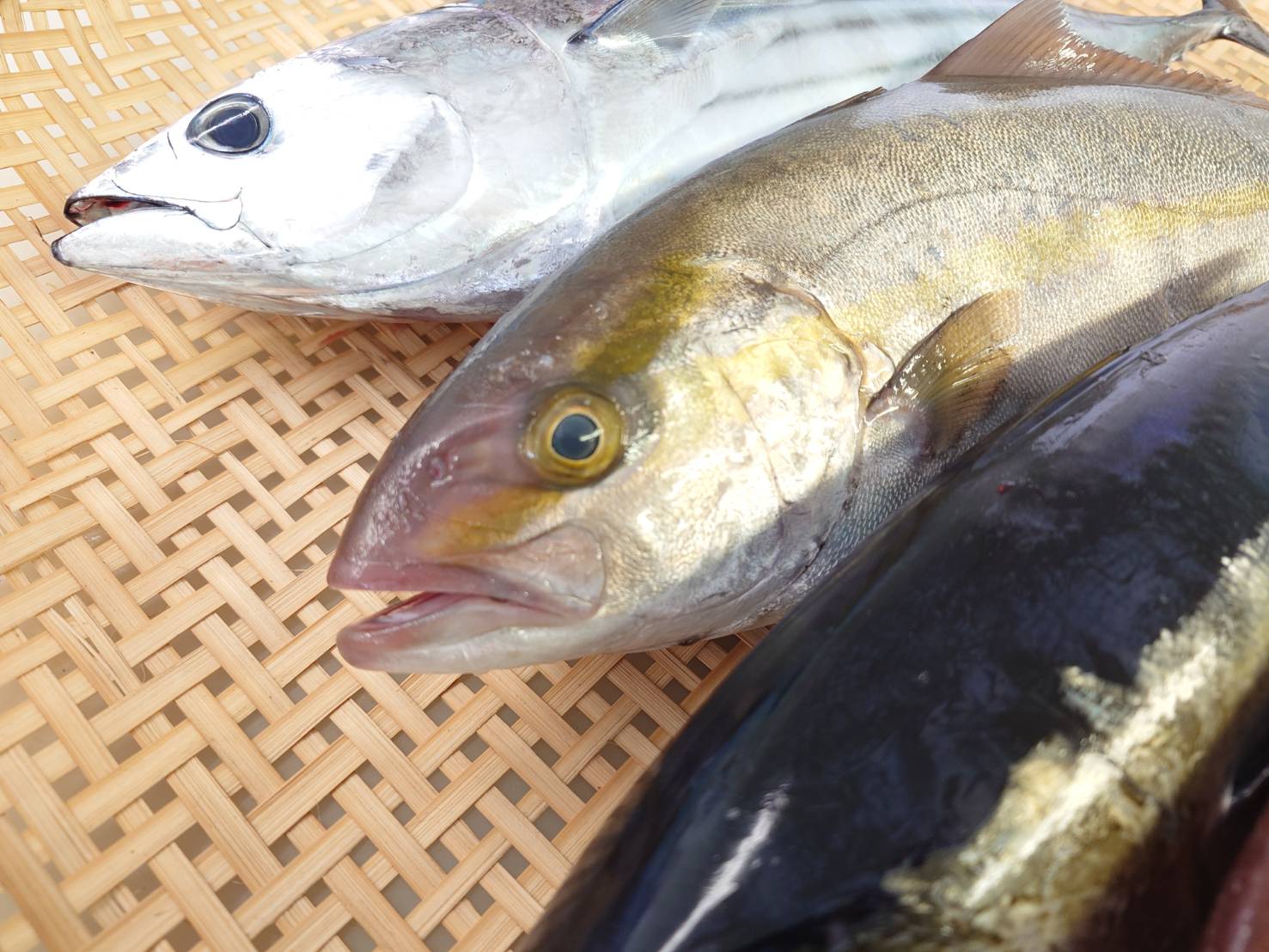 【漁港直送】旬のおすすめ鮮魚セット