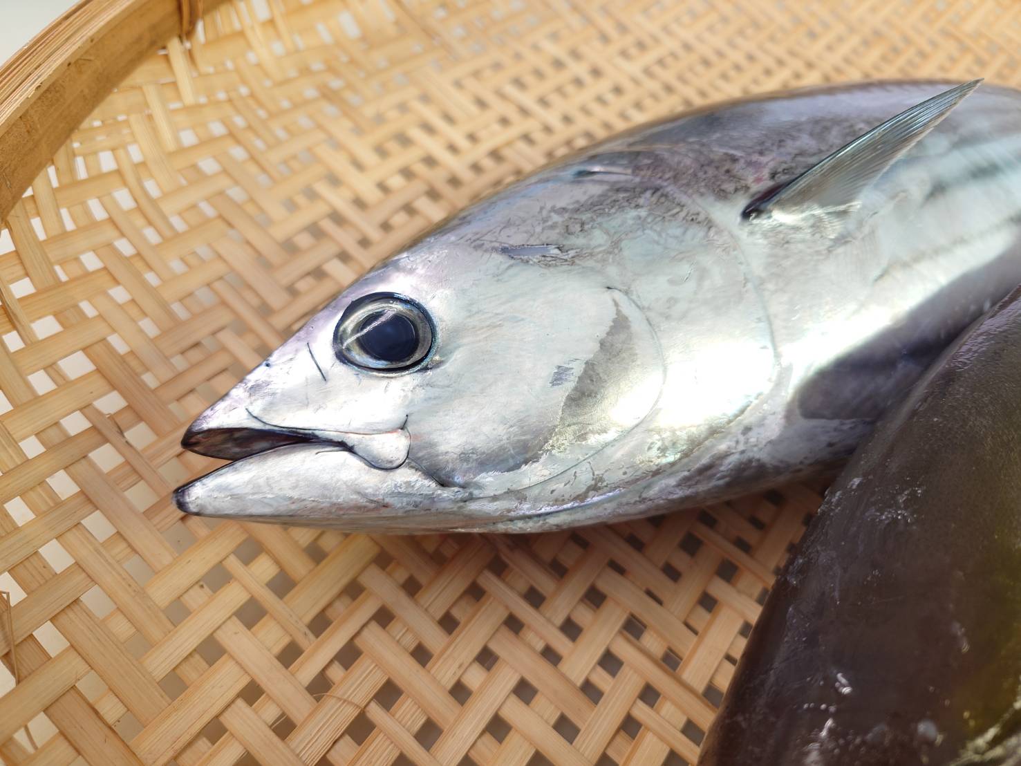 【漁港直送】旬のおすすめ鮮魚セット