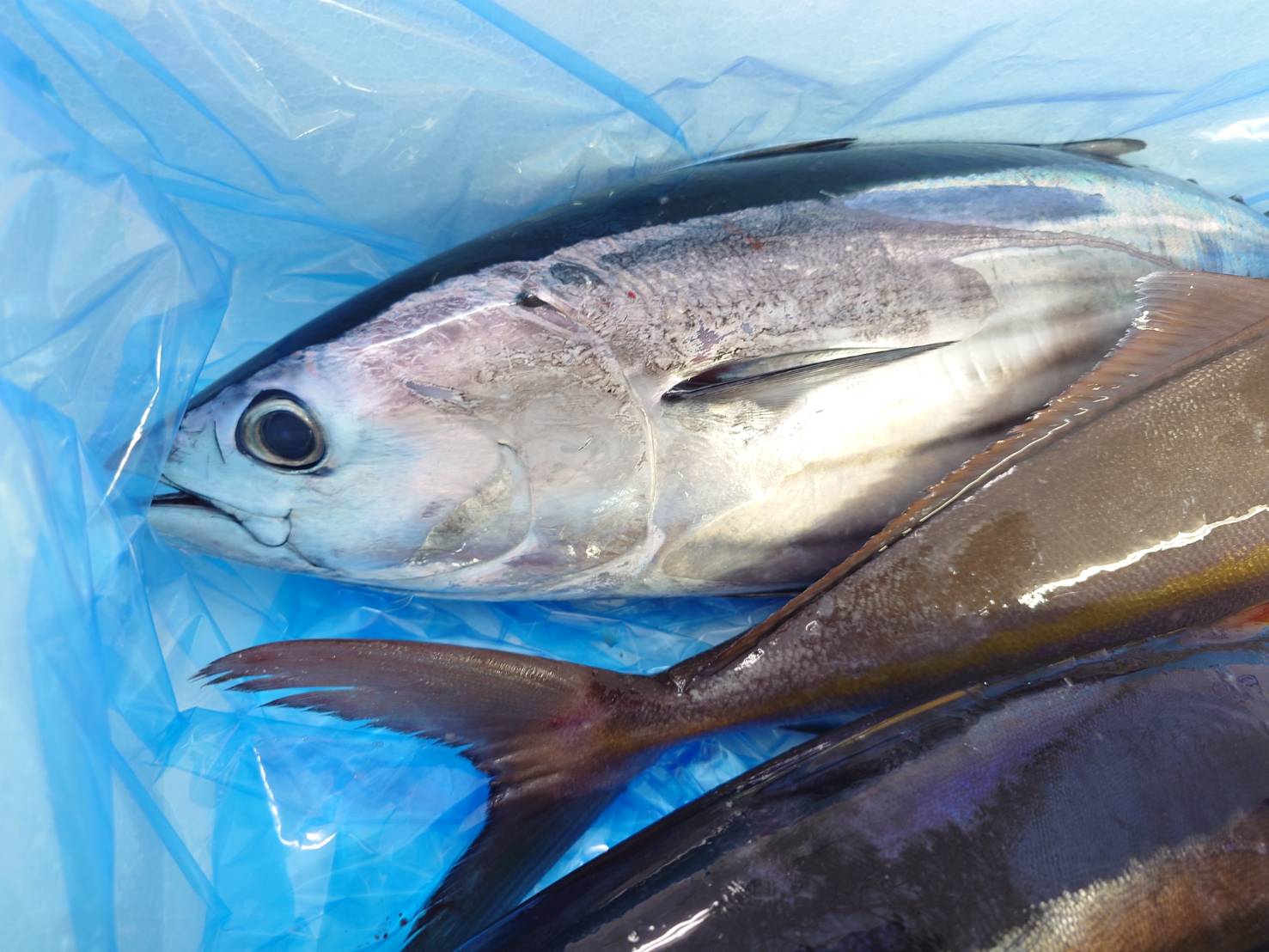 【漁港直送】旬のおすすめ鮮魚セット