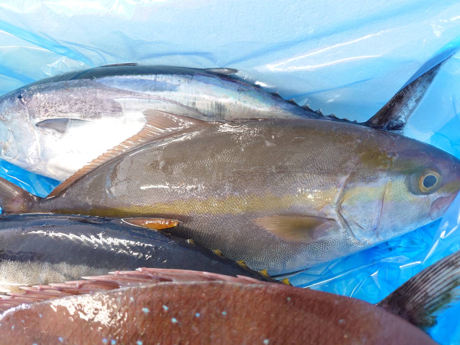 【漁港直送】旬のおすすめ鮮魚セット