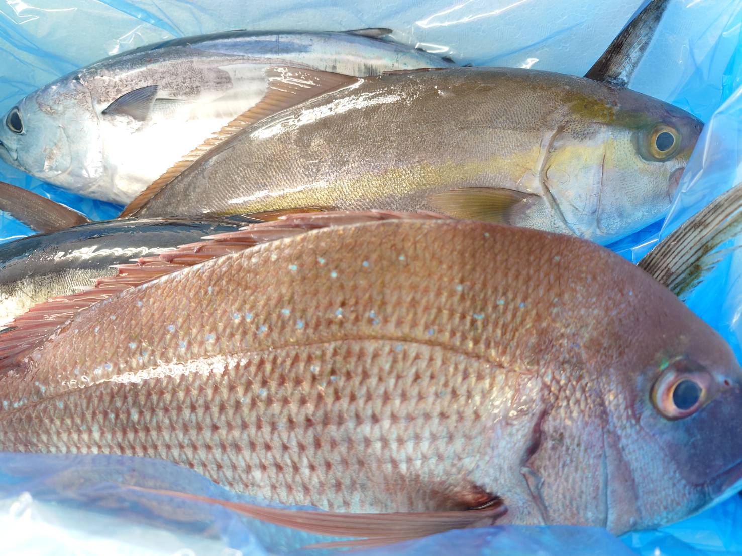 【漁港直送】旬のおすすめ鮮魚セット