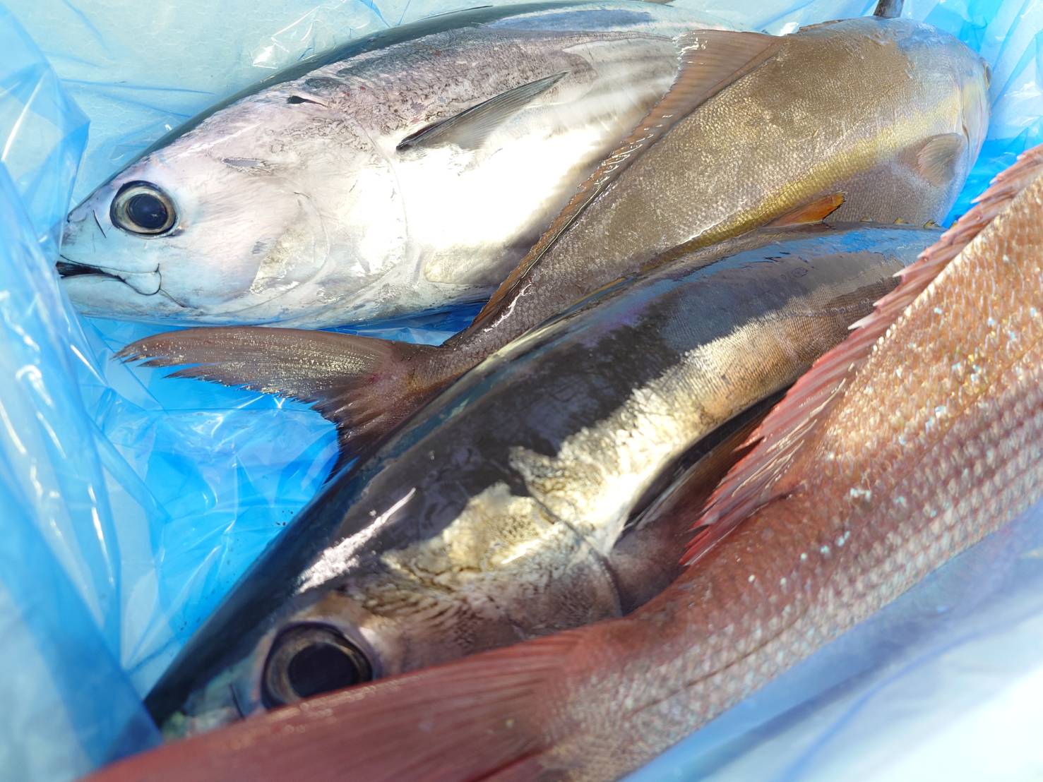 【漁港直送】旬のおすすめ鮮魚セット