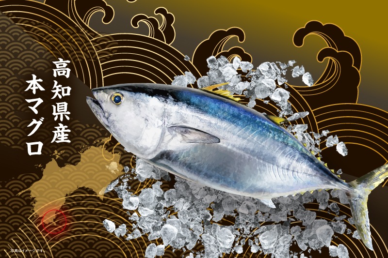 【高知県産】養殖本マグロ赤身（合計約1kg）