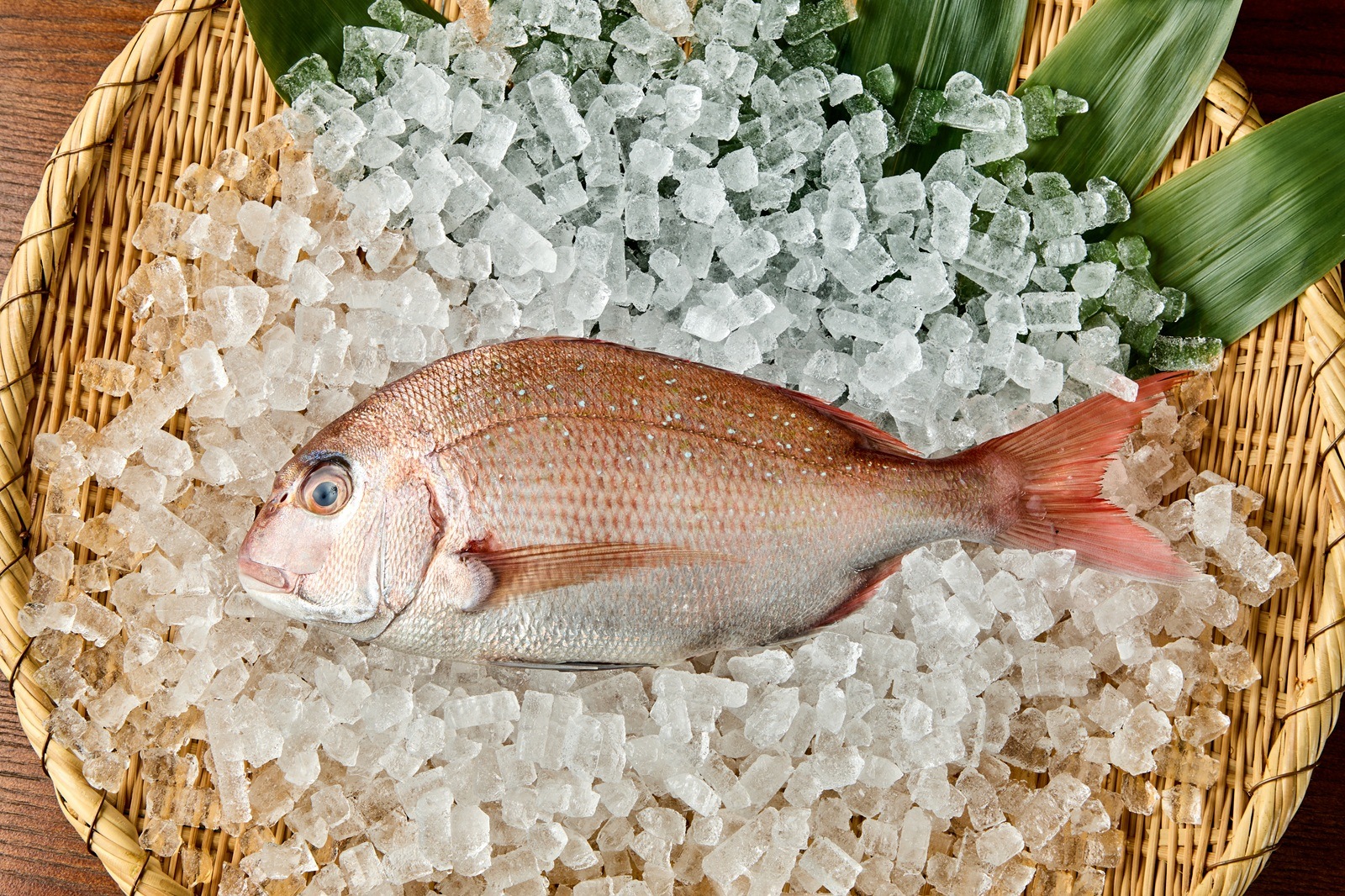 【高知県産】養殖真鯛　1本丸々2キロ前後
