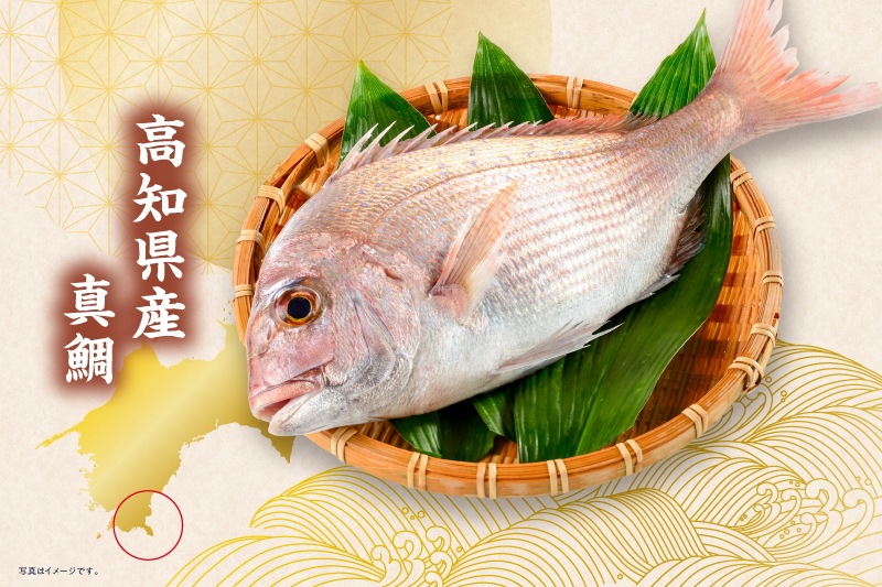【高知県産】養殖真鯛　1本丸々2キロ前後
