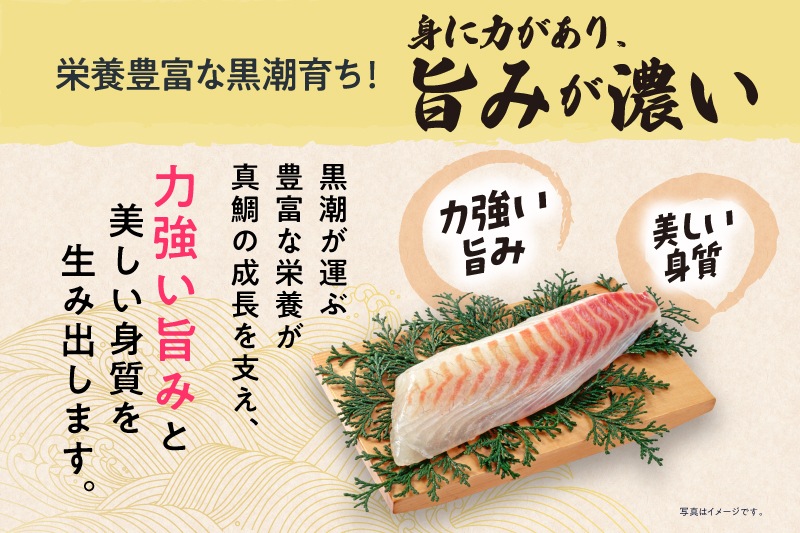 【高知県産】養殖真鯛　1本丸々2キロ前後