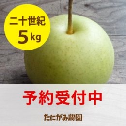 出荷後半「二十世紀梨」5キロ(12～16玉)※数量限定 たにがみ農園