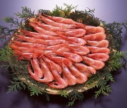 日本海甘えび 500g 【ハマダセイ】 ｜鳥取の特産品お取り寄せ通販