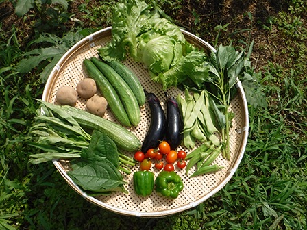 自然栽培の野菜セット Mセット【いのちの土の農園】 ｜鳥取の特産品お