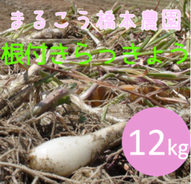 橋本さんちの根付き生らっきょう12kg ｜鳥取の特産品お取り寄せ通販