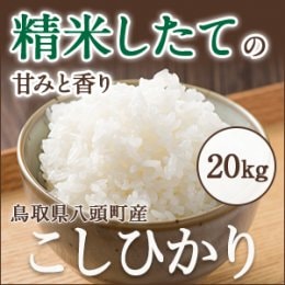 令和8年度産 新米】鳥取県産こしひかり白米20kg【田中農場】 ｜鳥取の
