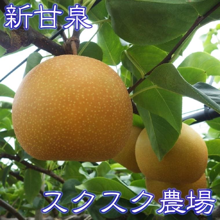商品写真