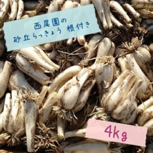 令和8年度】西尾園の砂丘らっきょう根付き4kg／鳥取市ふるさと物産館