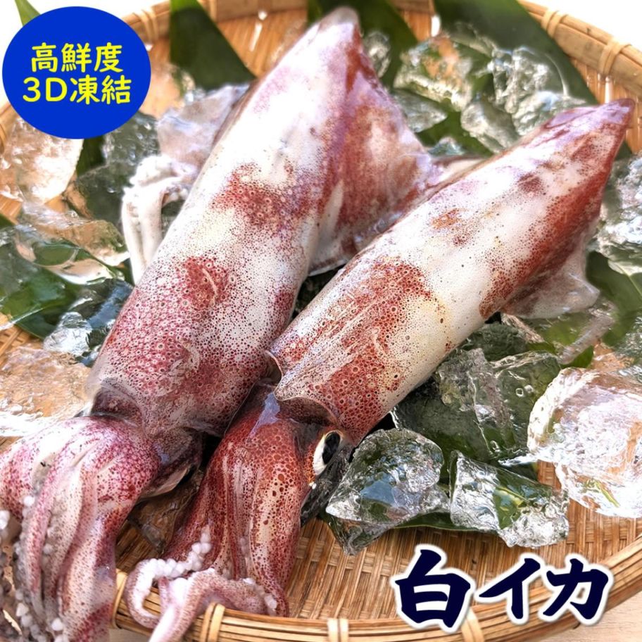 白イカ1本凍結（冷凍）1杯（300-390g）個包装 白いか 【かにの山米
