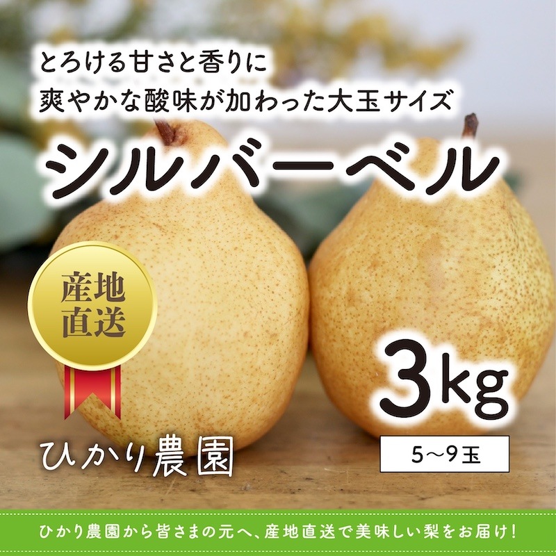 秀品・贈答用 シルバーベル 3kg（5-9玉）【ひかり農園】 ｜鳥取の特産