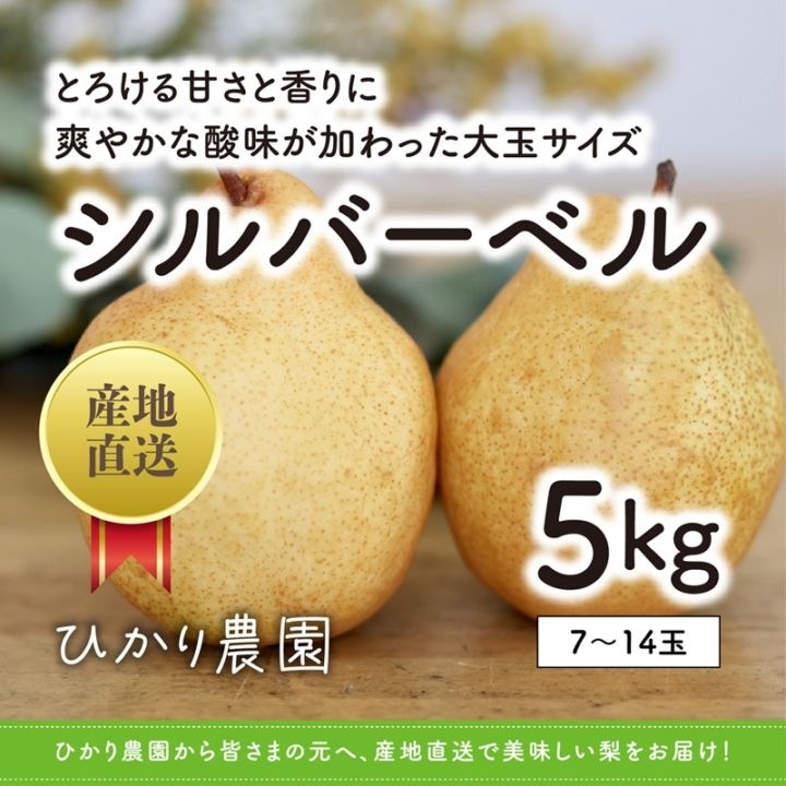 秀品・贈答用 シルバーベル 5kg（7-14玉）【ひかり農園】 ｜鳥取の特産