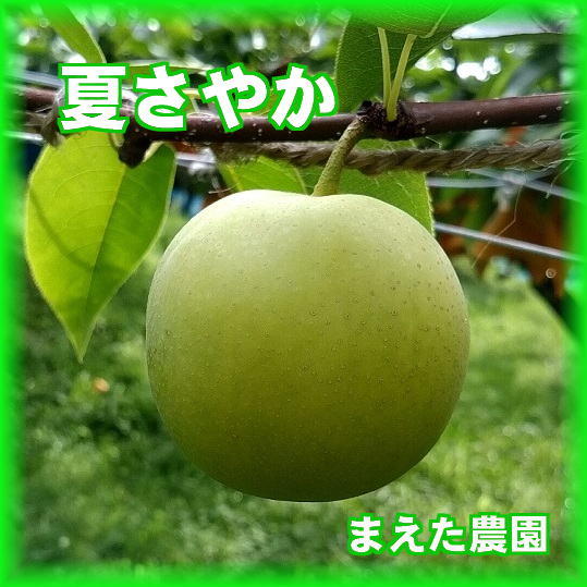 夏さやか3kg(7～10玉入り）7月末から食べられる梨。鳥取県オリジナル