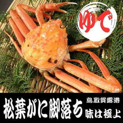 加賀瑞山　青交趾松葉　末広形水指 松葉がに（オチ・大中・ボイル）600g以上【鳥取賀露港直送】 ｜鳥取の