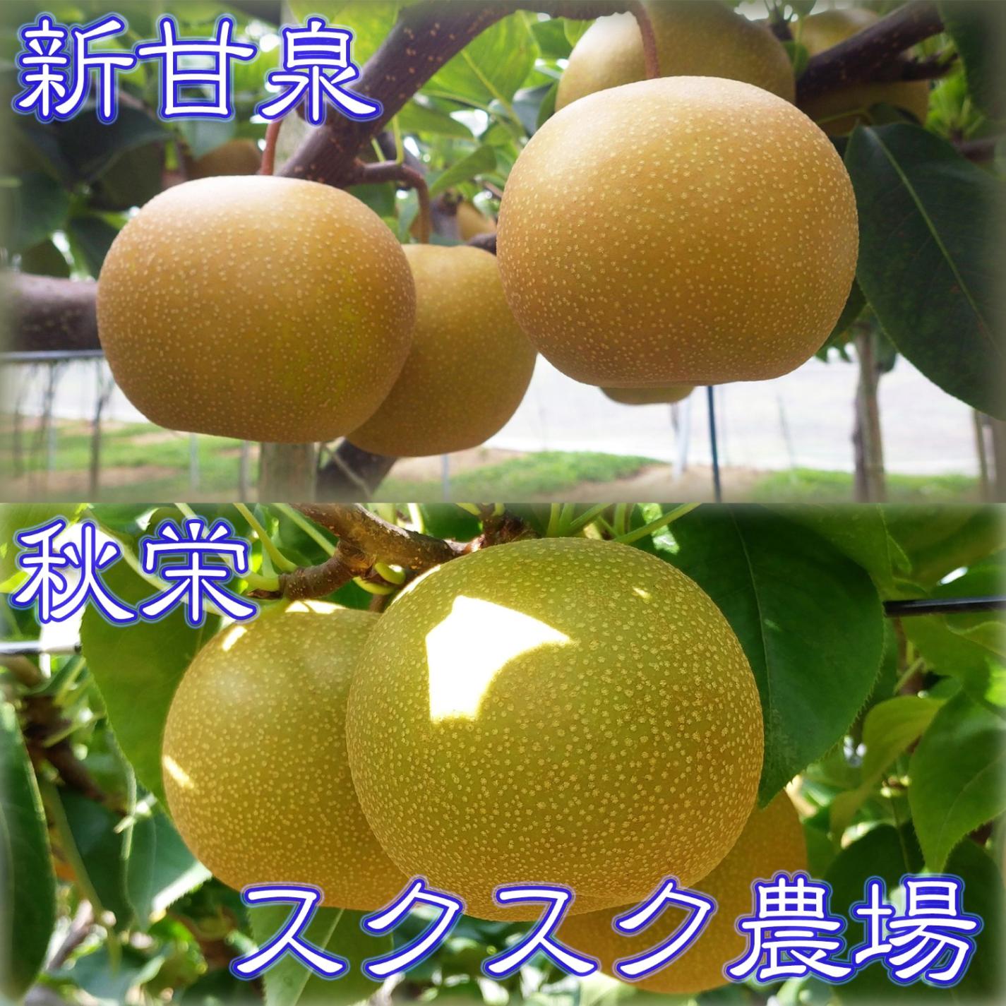 家庭用 新甘泉 5キロを3箱セット