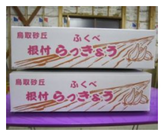 特別栽培根付らっきょう Mサイズ3Kg×2箱セット 【山根農園】 ｜鳥取の