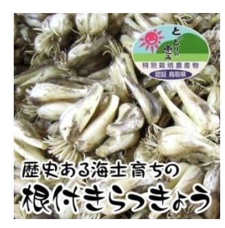 販売終了】特別栽培根付らっきょう Sサイズ10Kg 【山根農園】 ｜鳥取の