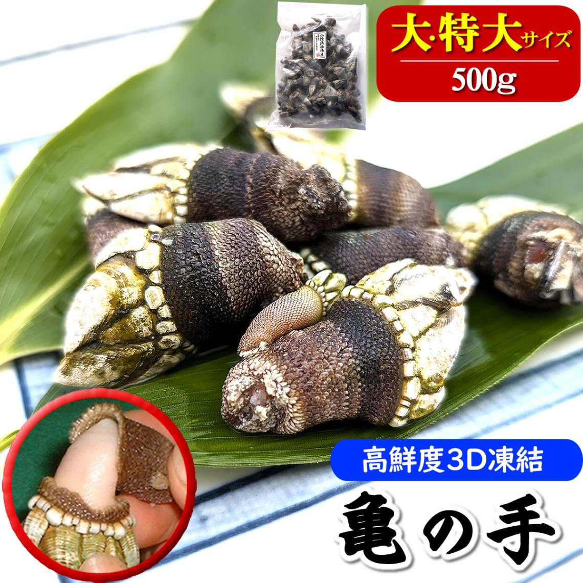 亀です 亀の手（冷凍）大～特大サイズ 500g 【かにの山米】 ｜鳥取の特産品お